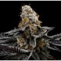 Do Si Face No4 Advanced Regular Marijuana Strain by Advanced Seeds For Sale Online at Cannabis Seeds Outlet