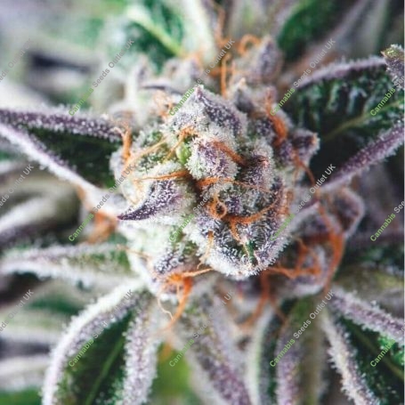 Do Si Dos Feminized Marijuana Strain by Professor Trichome For Sale Online at Cannabis Seeds Outlet