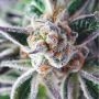 Do Si Dos Feminized Marijuana Strain by Professor Trichome For Sale Online at Cannabis Seeds Outlet