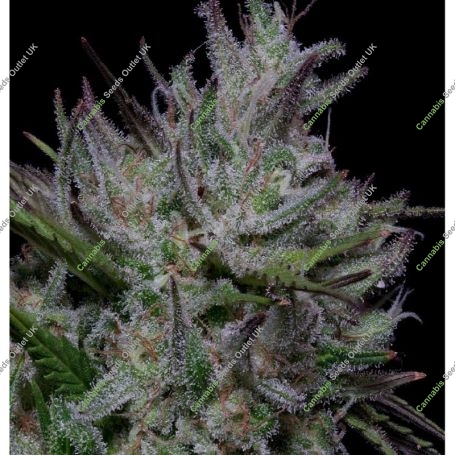 Don Do Si Cookies Feminized Marijuana Strain by Don Avalanche Seeds For Sale Online at Cannabis Seeds Outlet