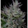 Don Do Si Cookies Feminized Marijuana Strain by Don Avalanche Seeds For Sale Online at Cannabis Seeds Outlet