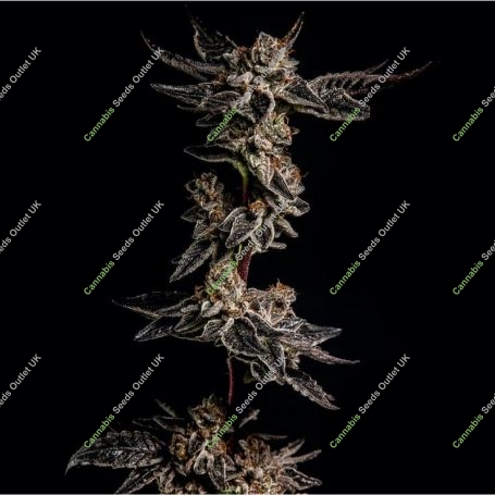 Biscotti Cake Feminized Marijuana Strain by Elev8 Seeds For Sale Online at Cannabis Seeds Outlet