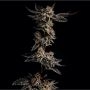 Biscotti Cake Feminized Marijuana Strain by Elev8 Seeds For Sale Online at Cannabis Seeds Outlet