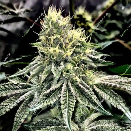 Cake and Ice Cream Feminized Marijuana Strain by Elev8 Seeds For Sale Online at Cannabis Seeds Outlet
