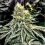 Cake and Ice Cream Feminized Marijuana Strain by Elev8 Seeds For Sale Online at Cannabis Seeds Outlet