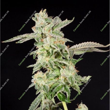 Giscotti Feminized Marijuana Strain by Elev8 Seeds For Sale Online at Cannabis Seeds Outlet