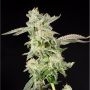 Giscotti Feminized Marijuana Strain by Elev8 Seeds For Sale Online at Cannabis Seeds Outlet