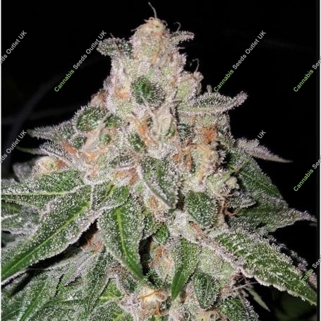 Do Si Dos No4 Advanced Regular Marijuana Strain by Advanced Seeds For Sale Online at Cannabis Seeds Outlet
