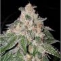Do Si Dos No4 Advanced Regular Marijuana Strain by Advanced Seeds For Sale Online at Cannabis Seeds Outlet