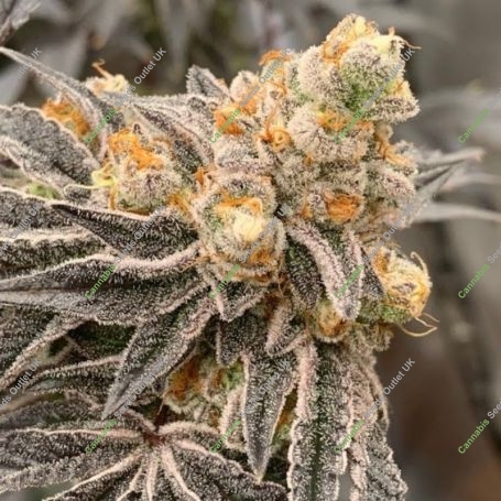 Dos Si Gelato Advanced Regular Marijuana Strain by Advanced Seeds For Sale Online at Cannabis Seeds Outlet