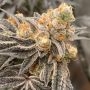 Dos Si Gelato Advanced Regular Marijuana Strain by Advanced Seeds For Sale Online at Cannabis Seeds Outlet