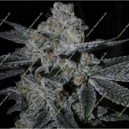 Dosi Cookies BC Bud Depot Regular Marijuana Strain by BC Bud Depot For Sale Online at Cannabis Seeds Outlet