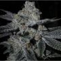 Dosi Cookies BC Bud Depot Regular Marijuana Strain by BC Bud Depot For Sale Online at Cannabis Seeds Outlet
