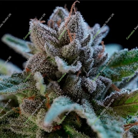Suguz Regular Marijuana Strain by R-Kiem For Sale Online at Cannabis Seeds Outlet
