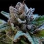 Suguz Regular Marijuana Strain by R-Kiem For Sale Online at Cannabis Seeds Outlet