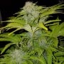 Bubble Gum XXL Auto Feminized Marijuana Strain by OO Seeds For Sale Online at Cannabis Seeds Outlet