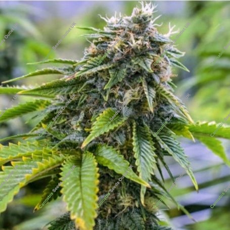 Bruce Banner Feminized Marijuana Strain by Professor Trichome For Sale Online at Cannabis Seeds Outlet