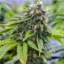 Bruce Banner Feminized Marijuana Strain by Professor Trichome For Sale Online at Cannabis Seeds Outlet