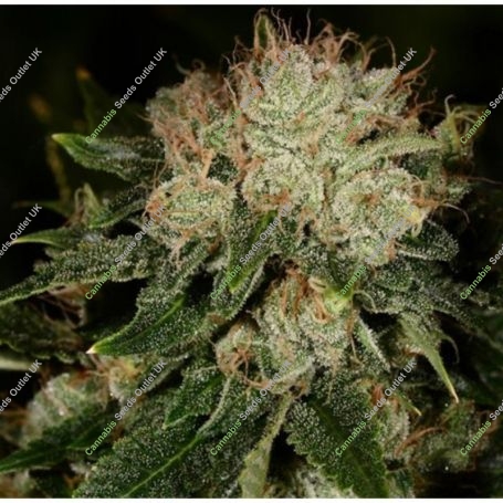 Bruce Banner Advanced Regular Marijuana Strain by Advanced Seeds For Sale Online at Cannabis Seeds Outlet