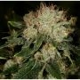 Bruce Banner Advanced Regular Marijuana Strain by Advanced Seeds For Sale Online at Cannabis Seeds Outlet