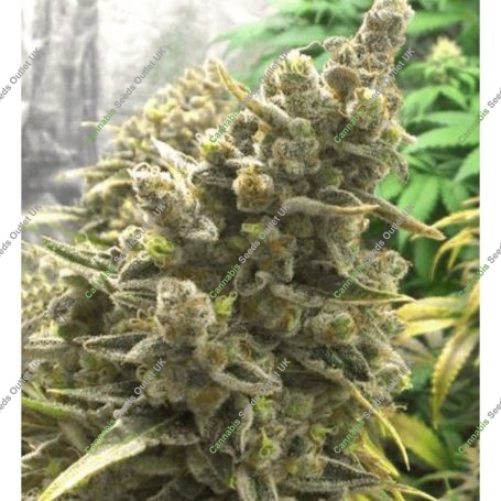 Bruce Banner OG Regular Marijuana Strain by Elev8 Seeds For Sale Online at Cannabis Seeds Outlet