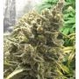Bruce Banner OG Regular Marijuana Strain by Elev8 Seeds For Sale Online at Cannabis Seeds Outlet