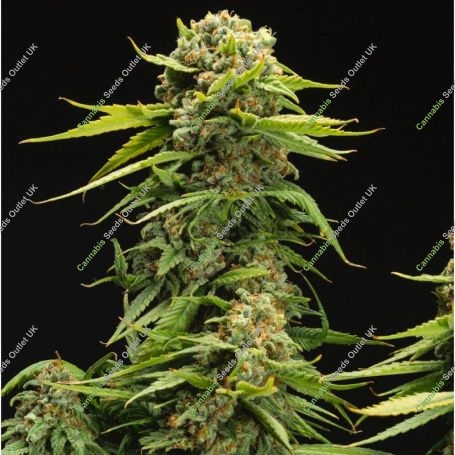 Bruce Banner Regular Marijuana Strain by Philosopher Seeds For Sale Online at Cannabis Seeds Outlet