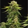 Bruce Banner Regular Marijuana Strain by Philosopher Seeds For Sale Online at Cannabis Seeds Outlet