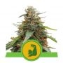 HulkBerry Auto Feminized Marijuana Strain by Royal Queen Seeds For Sale Online at Cannabis Seeds Outlet