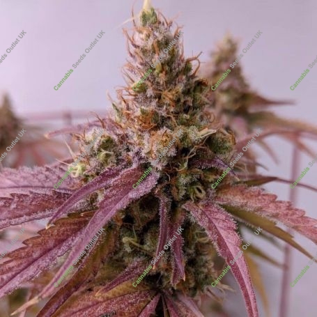 Super Nova OG Feminized Marijuana Strain by BSB Genetics For Sale Online at Cannabis Seeds Outlet