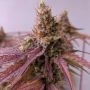 Super Nova OG Feminized Marijuana Strain by BSB Genetics For Sale Online at Cannabis Seeds Outlet