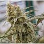 Hydra Kush Feminized Marijuana Strain by Dragon Seeds For Sale Online at Cannabis Seeds Outlet