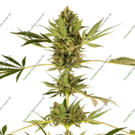 Himalayan Feminized Marijuana Strain by Sensi Seed Bank For Sale Online at Cannabis Seeds Outlet