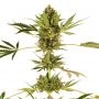 Himalayan Feminized Marijuana Strain by Sensi Seed Bank For Sale Online at Cannabis Seeds Outlet