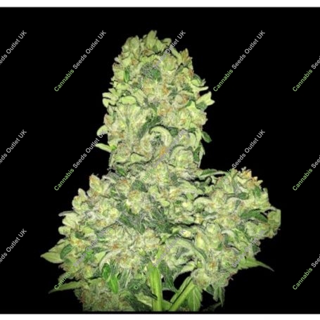 Alien Otto Auto Feminized Marijuana Strain by Elev8 Seeds For Sale Online at Cannabis Seeds Outlet