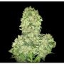 Alien Otto Auto Feminized Marijuana Strain by Elev8 Seeds For Sale Online at Cannabis Seeds Outlet