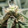 Alien Otto Auto Feminized by Elev8 Seeds THC Content Potency Strength CBD Height Yield Flowering Time Indica Sativa Genetics