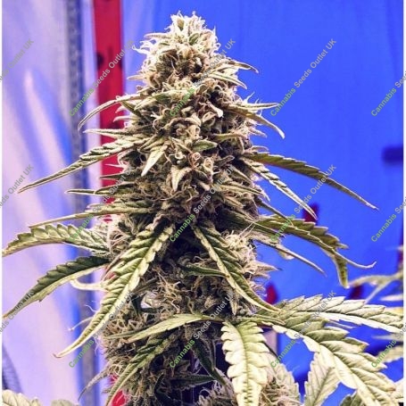 Shadow OG Auto Feminized Marijuana Strain by Elev8 Seeds For Sale Online at Cannabis Seeds Outlet