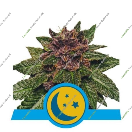 Purplematic CBD Feminized Marijuana Strain by Royal Queen Seeds For Sale Online at Cannabis Seeds Outlet
