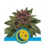 Purplematic CBD Feminized Marijuana Strain by Royal Queen Seeds For Sale Online at Cannabis Seeds Outlet