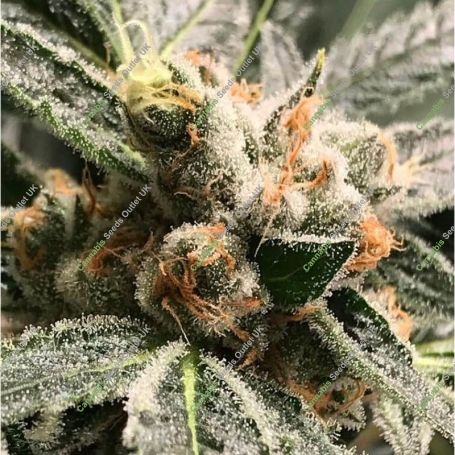 Dark Kush Auto Feminized Marijuana Strain by R-Kiem For Sale Online at Cannabis Seeds Outlet