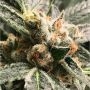 Dark Kush Auto Feminized Marijuana Strain by R-Kiem For Sale Online at Cannabis Seeds Outlet