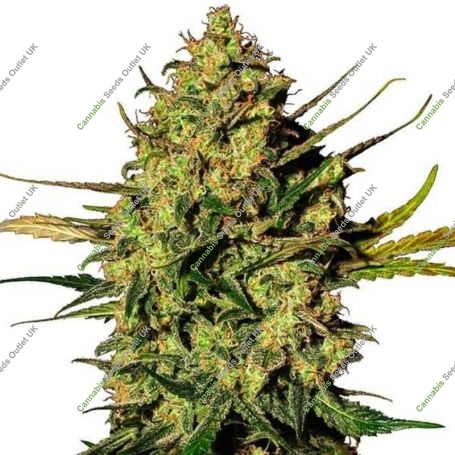 Hindu Kush Auto Feminized Marijuana Strain by Nirvana For Sale Online at Cannabis Seeds Outlet