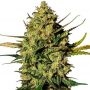 Hindu Kush Auto Feminized Marijuana Strain by Nirvana For Sale Online at Cannabis Seeds Outlet