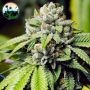 Jon Snow Feminized Marijuana Strain by Cali Weed For Sale Online at Cannabis Seeds Outlet