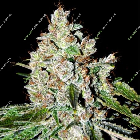 Fire OG Kush Feminized Marijuana Strain by Professor Trichome For Sale Online at Cannabis Seeds Outlet