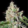 Fire OG Kush Feminized Marijuana Strain by Professor Trichome For Sale Online at Cannabis Seeds Outlet