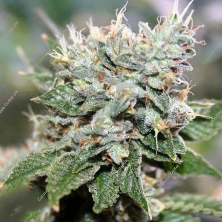 Larry OG Feminized Marijuana Strain by Professor Trichome For Sale Online at Cannabis Seeds Outlet