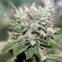 Larry OG Feminized Marijuana Strain by Professor Trichome For Sale Online at Cannabis Seeds Outlet