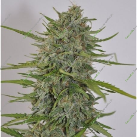 Zamaldelica Ace Auto Feminized Marijuana Strain by Ace Seeds For Sale Online at Cannabis Seeds Outlet